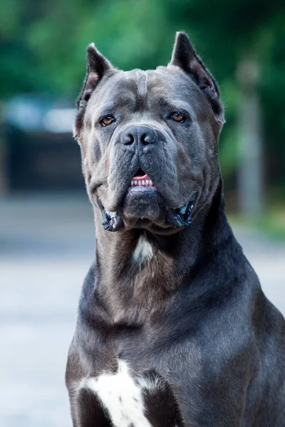 Güzel Baston Corso Köpeğinin Portresini Kapat — Stok fotoğraf