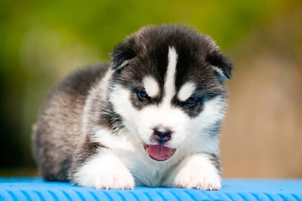 Siberiano Husky Cachorro Aire Libre — Foto de Stock