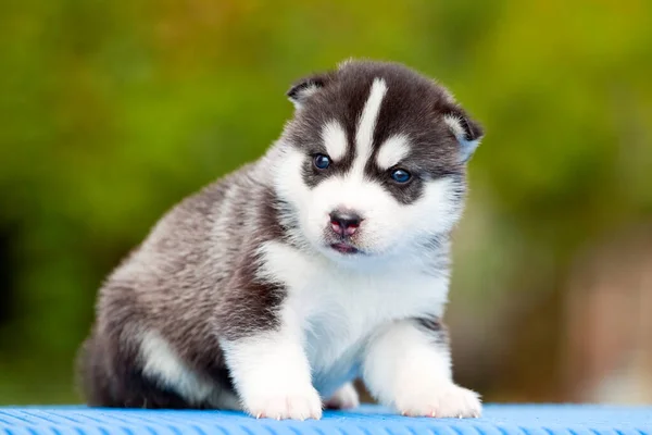 Siberiano Husky Cucciolo All Aperto — Foto Stock