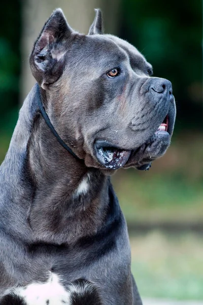 Primer Plano Retrato Hermoso Bastón Corso Perro — Foto de Stock