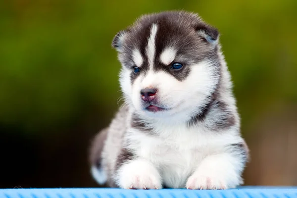 Cachorrinho Husky Siberiano Livre — Fotografia de Stock