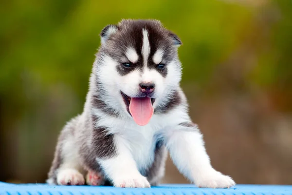 Siberiano Husky Cachorro Aire Libre —  Fotos de Stock