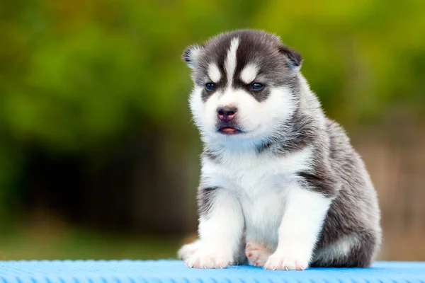 Siberiano Husky Cachorro Aire Libre —  Fotos de Stock