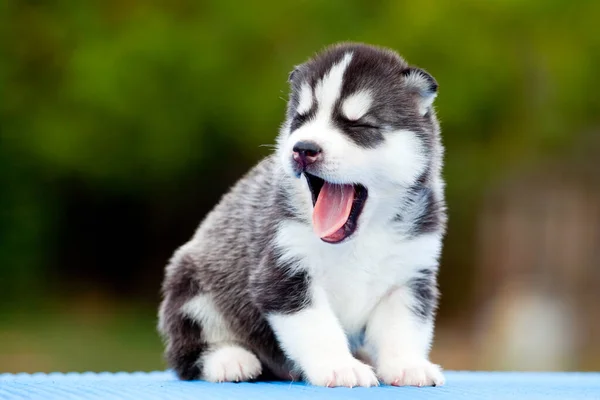 Siberiano Husky Cachorro Aire Libre —  Fotos de Stock