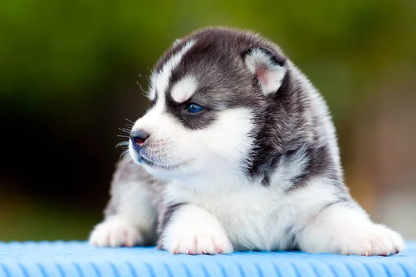 Chiot Husky Sibérie Extérieur — Photo