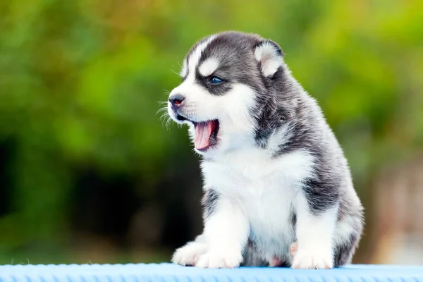 Siberische Husky Puppy Buiten — Stockfoto