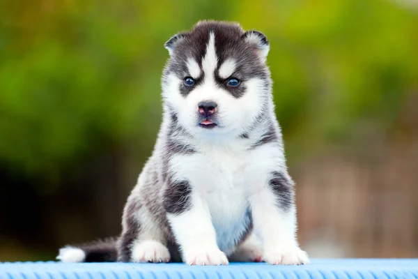 Siberiano Husky Cachorro Aire Libre —  Fotos de Stock