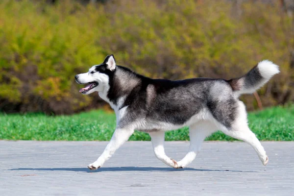 Schattige Siberische Husky Hond Buiten — Stockfoto