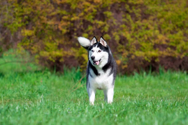 Entzückender Sibirischer Husky Hund Freien — Stockfoto