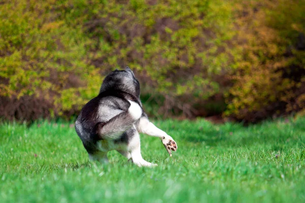 Rozkošný Sibiřský Husky Pes Venku — Stock fotografie