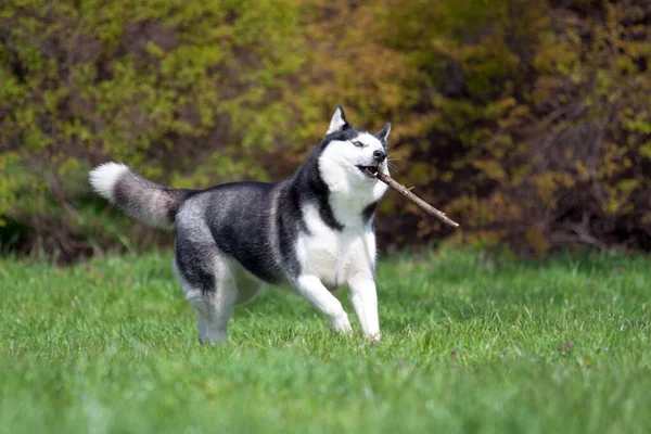 Schattige Siberische Husky Hond Buiten — Stockfoto