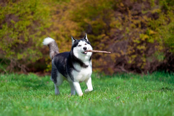 Schattige Siberische Husky Hond Buiten — Stockfoto