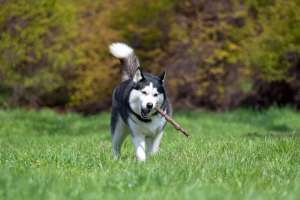 Entzückender Sibirischer Husky Hund Freien — Stockfoto