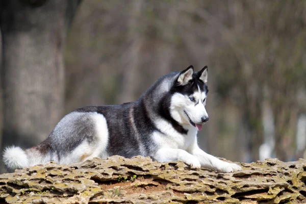 Schattige Siberische Husky Hond Buiten — Stockfoto