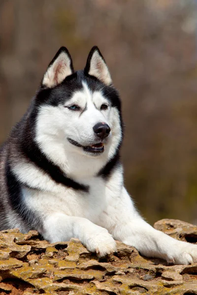 Entzückender Sibirischer Husky Hund Freien — Stockfoto