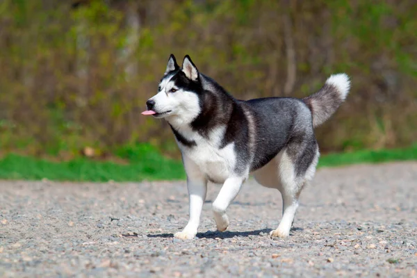 Bedårande Sibirisk Husky Hund Utomhus — Stockfoto