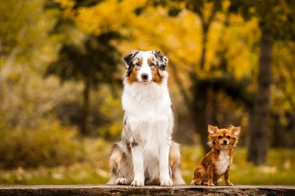 Cão Pastor Australiano Chihuahua Cabelo Longo Livre — Fotografia de Stock