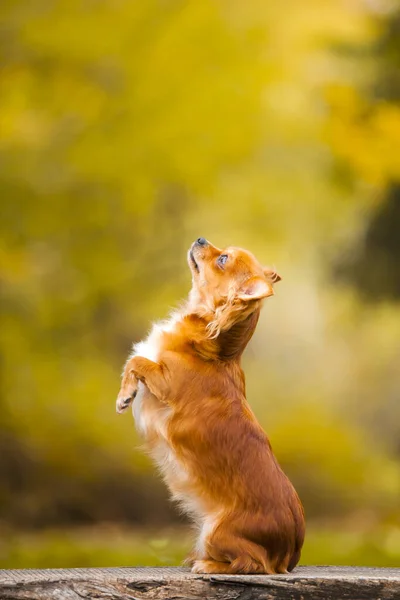 Cheveux Chihuahua Portrait Plein Air — Photo