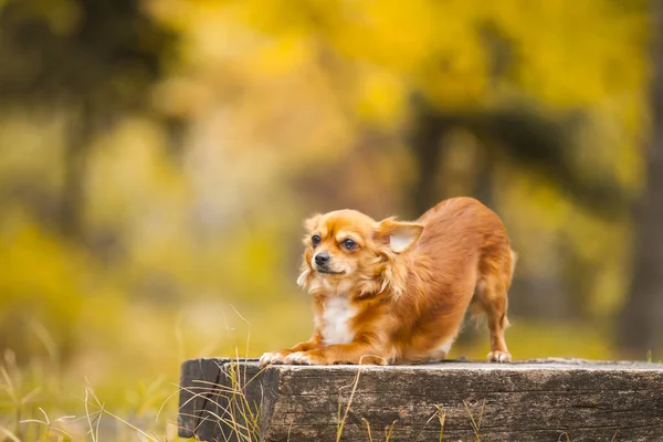 Cabelo Chihuahua Livre Retrato — Fotografia de Stock