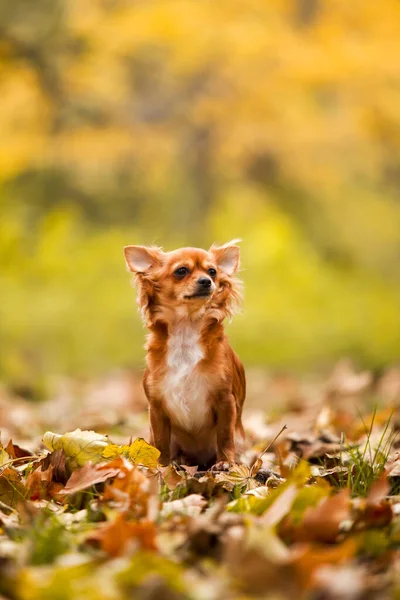 Cabelo Chihuahua Livre Retrato — Fotografia de Stock