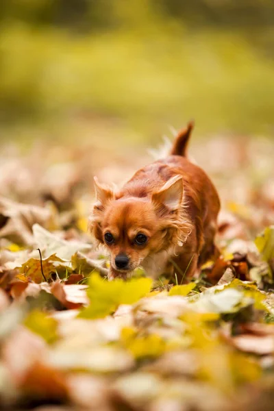 Cabelo Chihuahua Livre Retrato — Fotografia de Stock