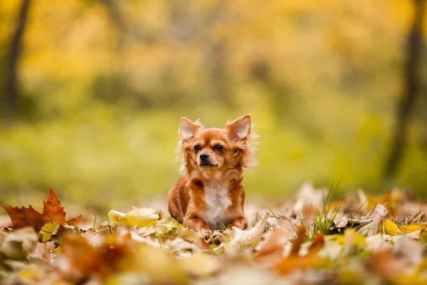 Beharing Chihuahua Outdoor Portret — Stockfoto