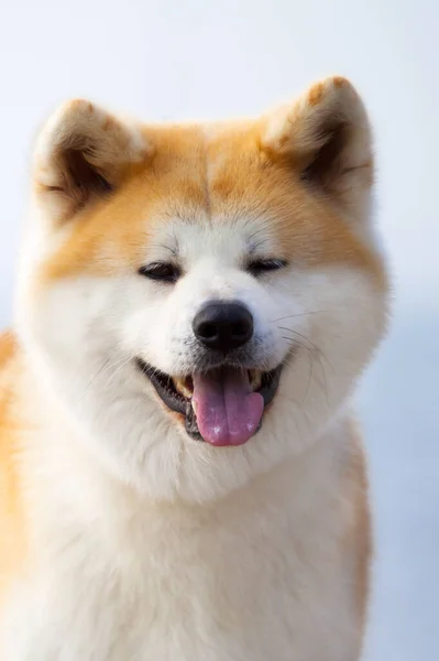 Akita Inu Genç Köpek Açık Havada — Stok fotoğraf