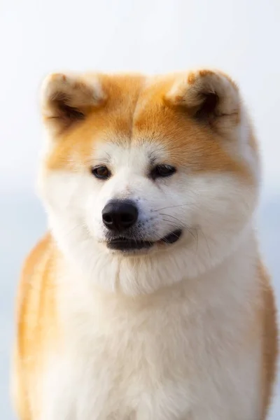 Akita Inu Perro Joven Aire Libre — Foto de Stock