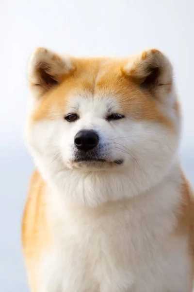 Akita Inu Junger Hund Freien — Stockfoto