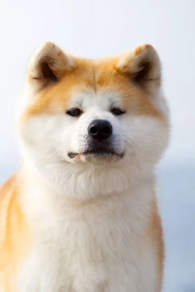 Akita Inu Perro Joven Aire Libre — Foto de Stock