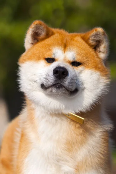 Akita Inu Νεαρό Σκύλο Εξωτερικούς Χώρους — Φωτογραφία Αρχείου