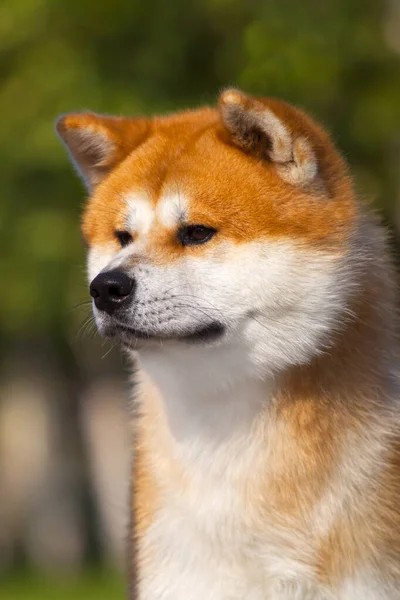 Akita Inu Fiatal Kutya Szabadban — Stock Fotó