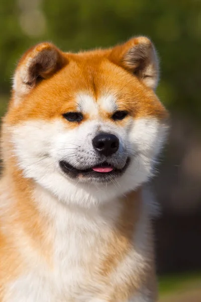 Akita Inu Jonge Hond Buiten — Stockfoto