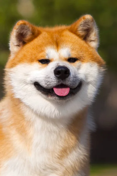 Akita Inu Perro Joven Aire Libre — Foto de Stock