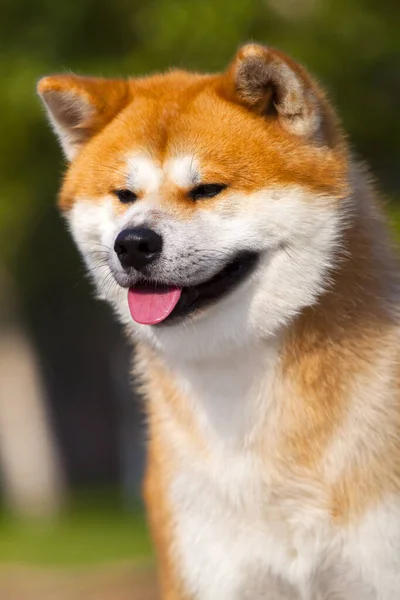 Akita Inu Ung Hund Utendørs – stockfoto