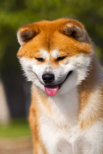 Акита Ину Молодая Собака Открытом Воздухе — стоковое фото