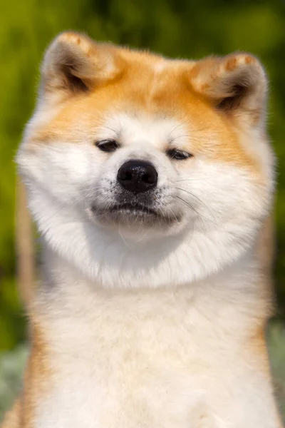 Akita Inu Junger Hund Freien — Stockfoto