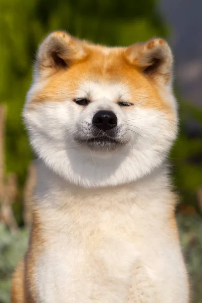 Akita Inu Young Dog Outdoors — Stock Photo, Image