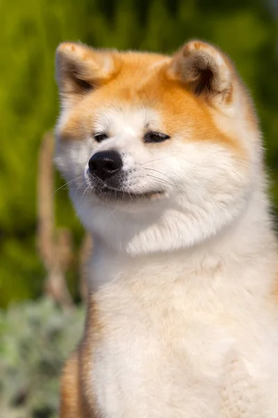 Akita Inu Young Dog Outdoors — Stock Photo, Image