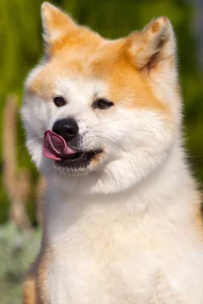 Akita Inu Young Dog Outdoors — Stock Photo, Image