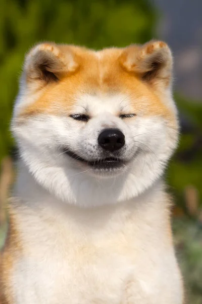 Akita Inu Genç Köpek Açık Havada — Stok fotoğraf