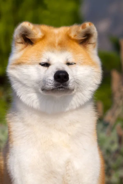 Akita Inu Νεαρό Σκύλο Εξωτερικούς Χώρους — Φωτογραφία Αρχείου
