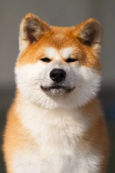 Akita Inu Mladý Pes Venku — Stock fotografie