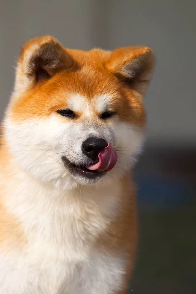 Akita Inu Mladý Pes Venku — Stock fotografie