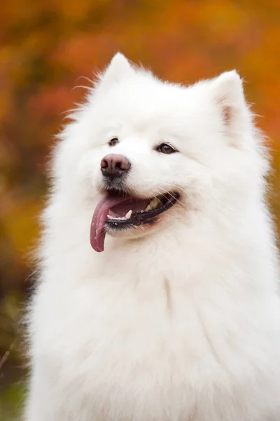 Schattige Samoed Hond Buiten — Stockfoto