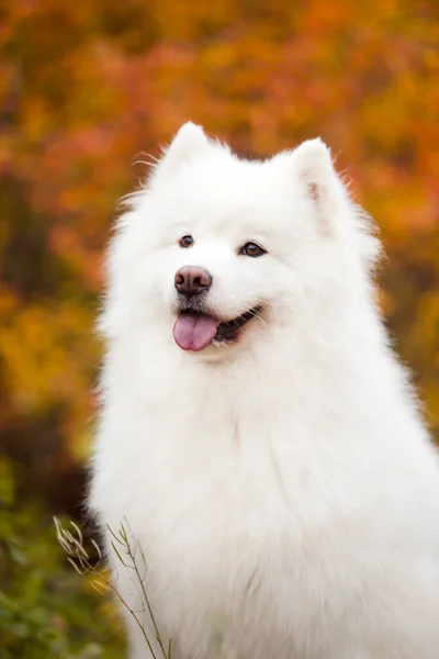 Liebenswerter Hund Freien — Stockfoto