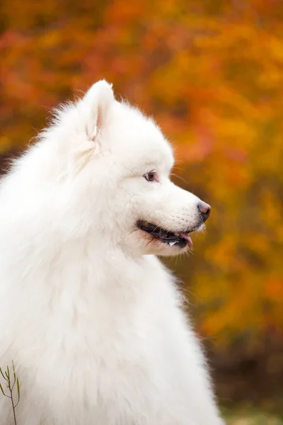 Adorable Samoed Dog Outdoors — Stock Photo, Image