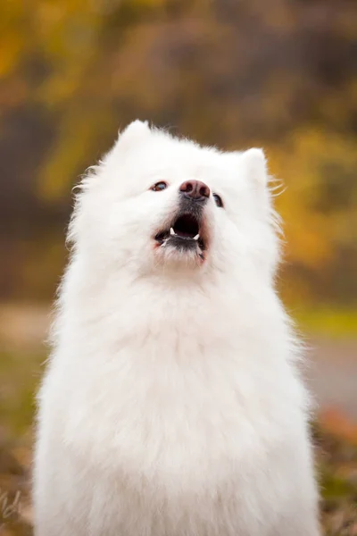 Adorável Samoed Cão Livre — Fotografia de Stock