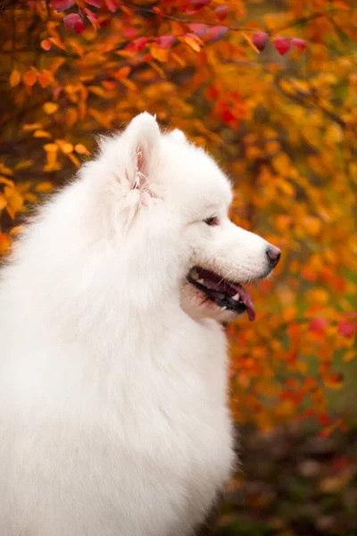 Adorável Samoed Cão Livre — Fotografia de Stock