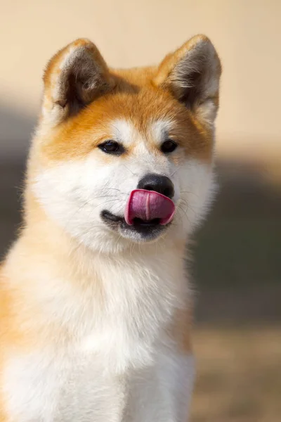 Akita Inu Perro Joven Aire Libre — Foto de Stock